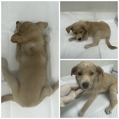 보호중 믹스견의 가…